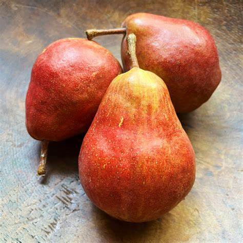 Pear-Celina (Qty 3)