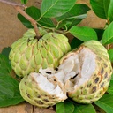 Custard Apple (each)