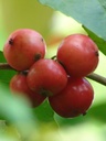 Batoko plum (200 grms)