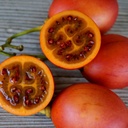 Tamarillo Red (Qty 3)