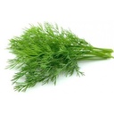 Fresh Dill Leaves Bunch