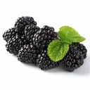 Mulberry (500 grms)