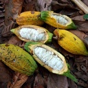 Fresh Cacao Fruit | Cacao Pod / Chocolate Fruit | 1kg